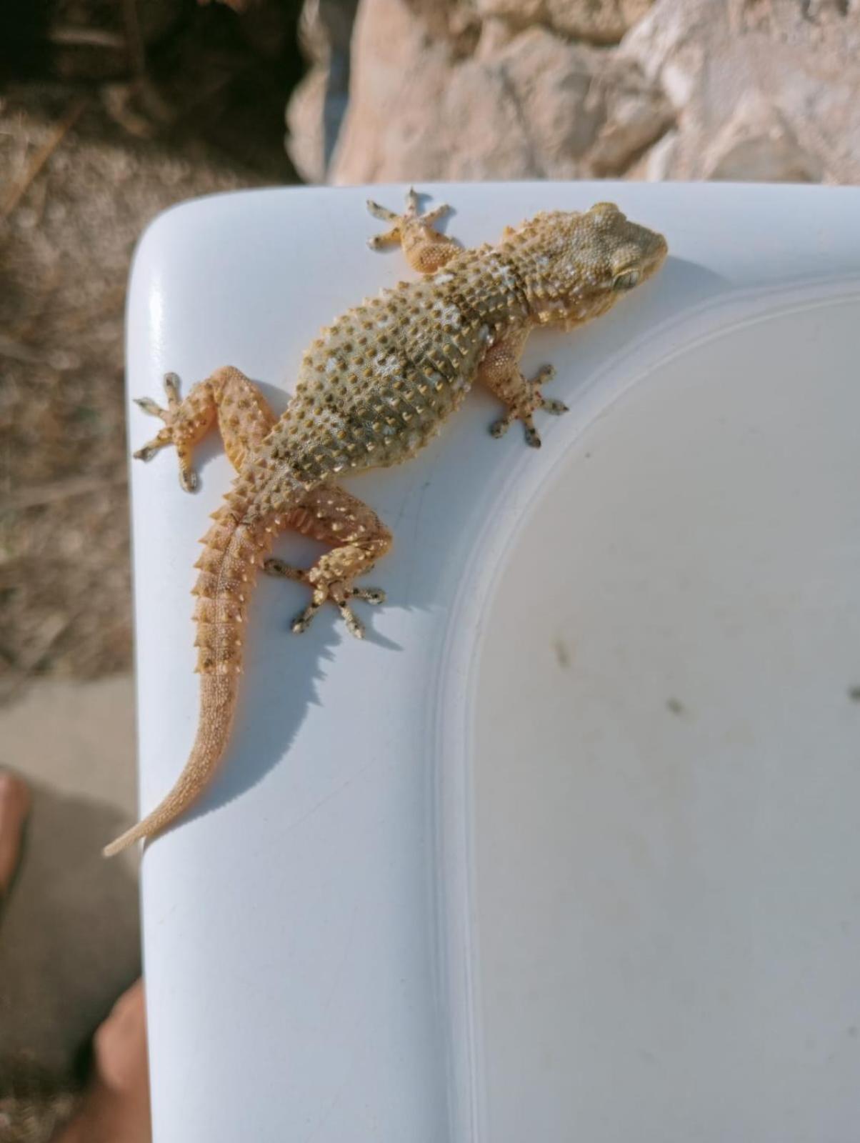 Macaria Agricampeggio Alliste Kültér fotó
