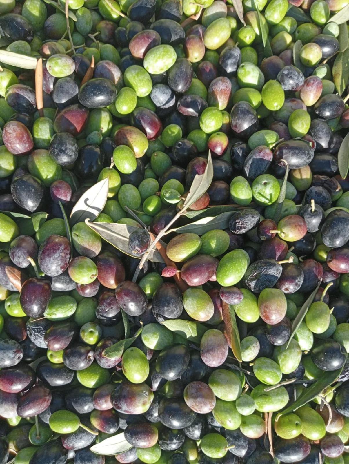 Macaria Agricampeggio Alliste Kültér fotó